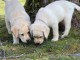 chiot labrador retriever disponible 