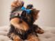 chiot Yorkshire terrier femelle a donner 
