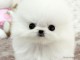 A donner chiots Spitz nains blanc pomeranien TR&Egrave;S URGENT !!!