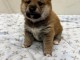 chiot Shiba inu a donner 