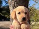 chiot labrador retriever disponible 
