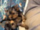 chiot Yorkshire terrier femelle a donner 