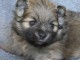 chiot spitz allemand race pure 
