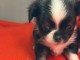chiot chihuahua femelle a donner 