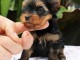 chiot Yorkshire terrier femelle 