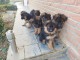 annonce chiot berger allemand disponible 