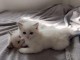 chaton ragdoll femelle a donner 