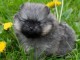 chiot spitz allemand disponible 