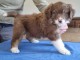 chiot berger australien disponible pour adoption 