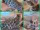 &agrave; partir chaton Bengal disponible 