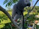 perroquet gris du Gabon m&acirc;le a placer 