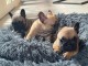 Dons chiot bouledogue fran&ccedil;ais 