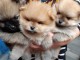 magnifique chiot spitz allemand disponible 
