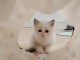 Chaton ragdoll &agrave; donner 