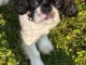 Magnifique chiot cavalier king charle femelle 