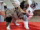 Chiot berger australien disponible 