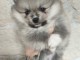 Chiot spitz allemand disponible 