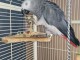 Perroquet gris du Gabon &agrave; donner 