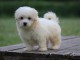 chiot coton de Tul&eacute;ar adorable 