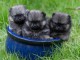 chiot Spitz allemand disponible &agrave; donner 