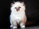 magnifique chaton ragdoll a donner 