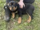 je donne chiot rottweiler disponible 