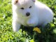 je donne chiot Shiba inu disponible 