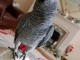 perroquet gris du Gabon couple a donner 