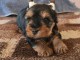 disponible chiots Yorkshire terrier 