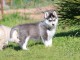 je donne chiot husky sib&eacute;rien 