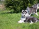 je donne chiot husky sib&eacute;rien disponible 
