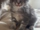 magnifique chaton maine coon 