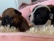 chiot bouledogue fran&ccedil;ais disponible 