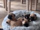 Dons chiot bouledogue fran&ccedil;ais disponible 