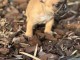 je donne chiot bouledogue fran&ccedil;ais 