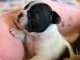 chiot bouledogue fran&ccedil;ais &agrave; c&eacute;der 