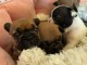 chiot bouledogue fran&ccedil;ais &agrave; donner 