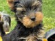 je donne chiot Yorkshire terrier &agrave; adopter 