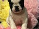 chiot bouledogue fran&ccedil;ais &agrave; donner 