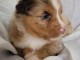 je donne chiot berger australien disponible 