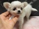 chiot chihuahua femelle a donner 