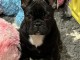 magnifique chiot bouledogue fran&ccedil;ais 