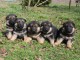 chiot berger allemand disponible pour adoption 