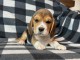 je donne chiot beagle disponible 