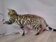 je donne chaton Bengal disponible 