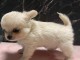 je donne chiot chihuahua femelle 