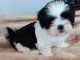 magnifique chiot Shih Tzu a donner 