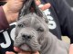 Cane Corso chiots &agrave; vendre