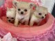 chiot chihuahua femelle et m&acirc;le disponible 