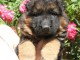 chiot berger allemand disponible 
